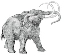 AK Wooly Mammoth mammuthus hawkins