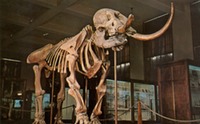 Michigan - Fossil Mastodon (at Univ Michigan)