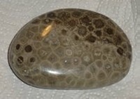 Michigan - Rock - Petoskey Stone (polished)