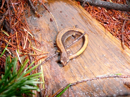 Newt - Western Washington (Cowlitz County) 2007