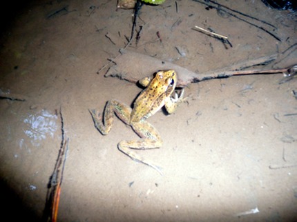 Frog (WA - Lewis County) 2007